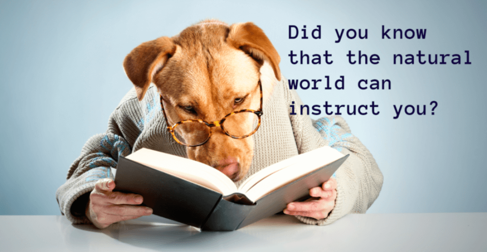 The natural word - Dog T (1)